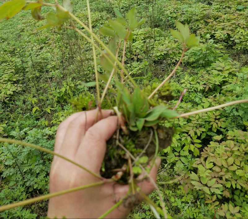 牡丹苗、观赏牡丹苗、油牡丹苗10~20cm