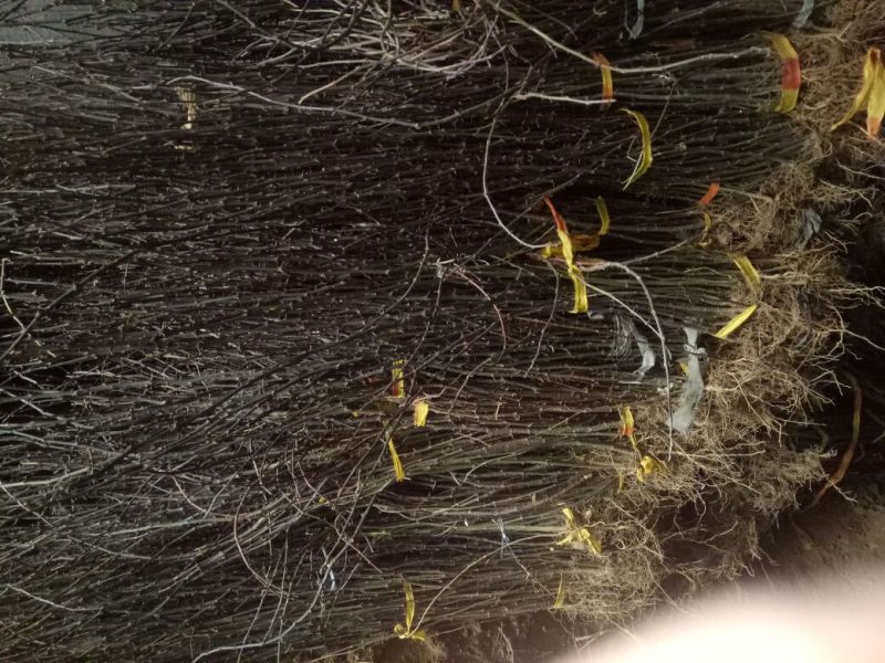 大红袍花椒苗易管理好成活现挖现发