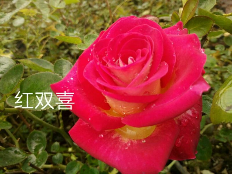 玫瑰苗10cm以下