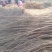 丝绵木