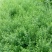 迎春花30一70色块苗大量