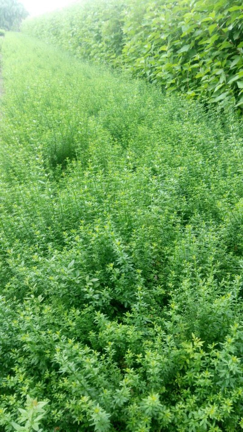 迎春花30一70色块苗大量