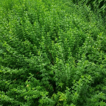 迎春花30一70色块苗大量