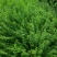 迎春花30一70色块苗大量