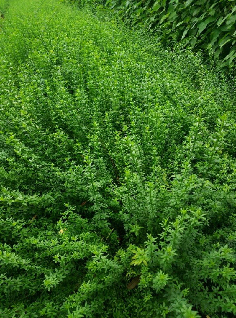 迎春花30一70色块苗大量