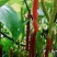 桑树苗80cm