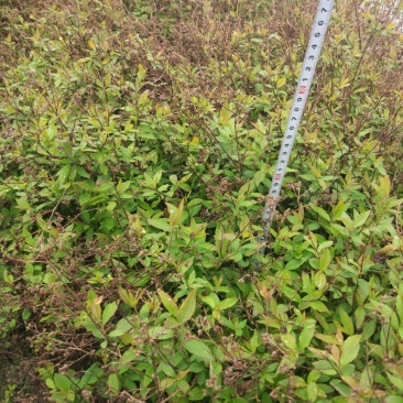 粉花绣线菊20~30cm裸根与小杯