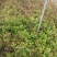 粉花绣线菊20~30cm裸根与小杯