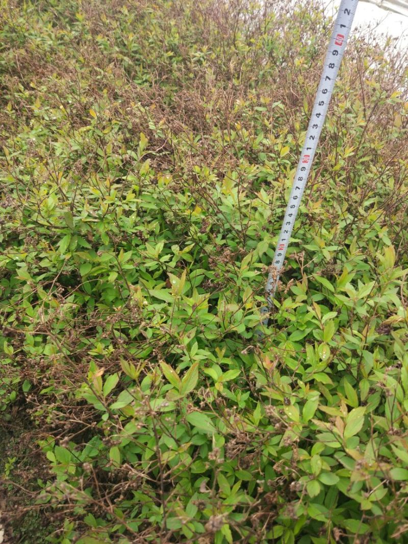 粉花绣线菊20~30cm裸根与小杯