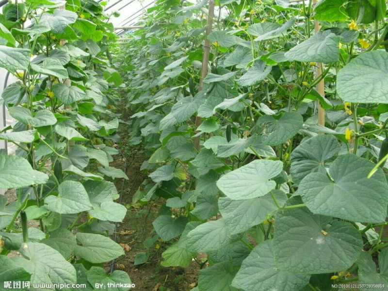 温室大棚系列蔬菜大棚春秋棚