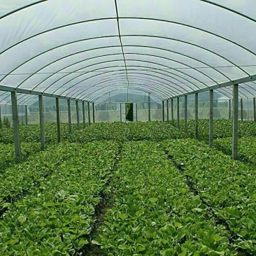 温室大棚系列蔬菜大棚春秋棚