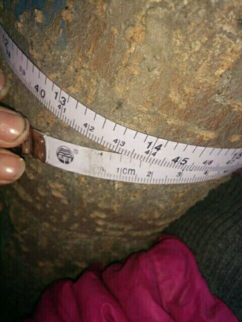 白榆10~12cm8~10cm4m以上