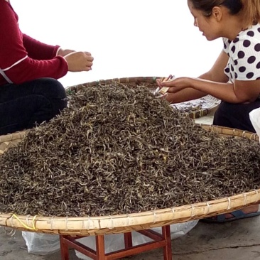 古树普洱茶特级