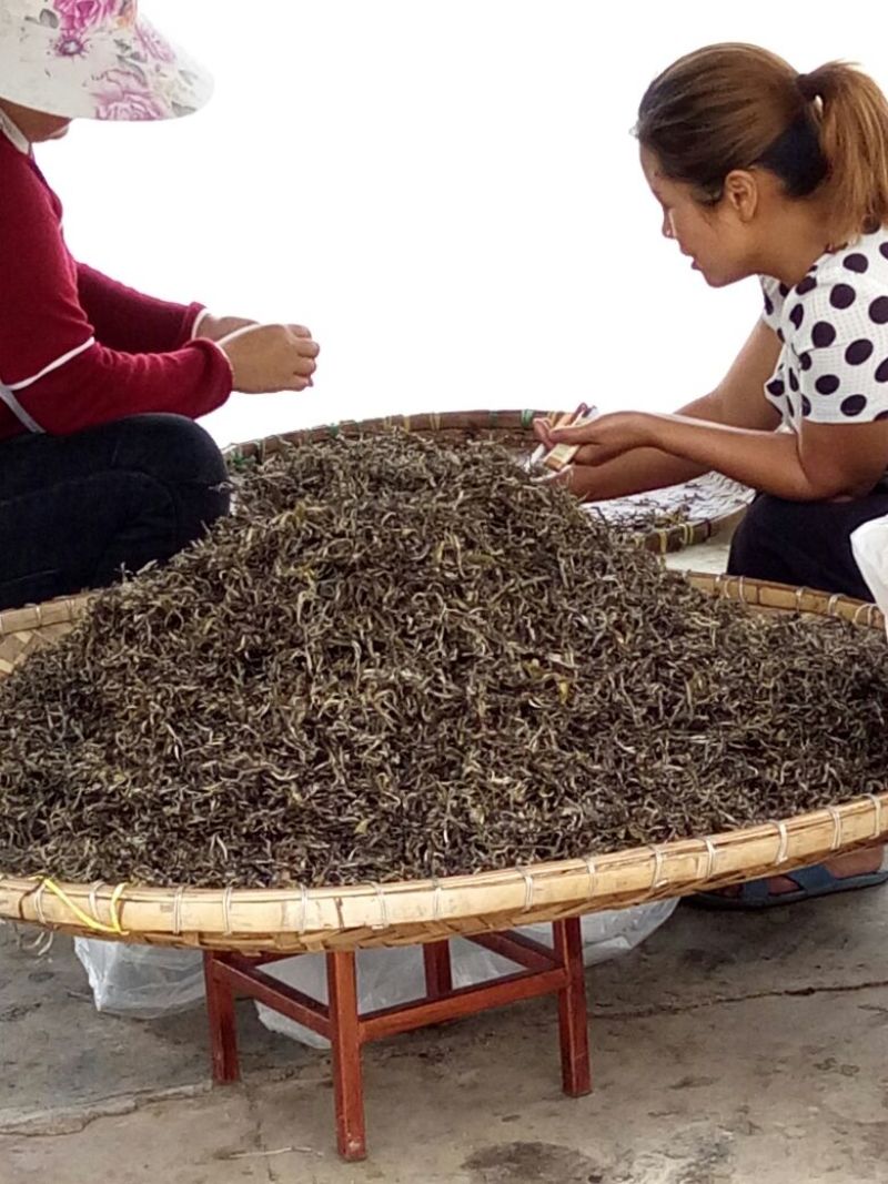 古树普洱茶特级