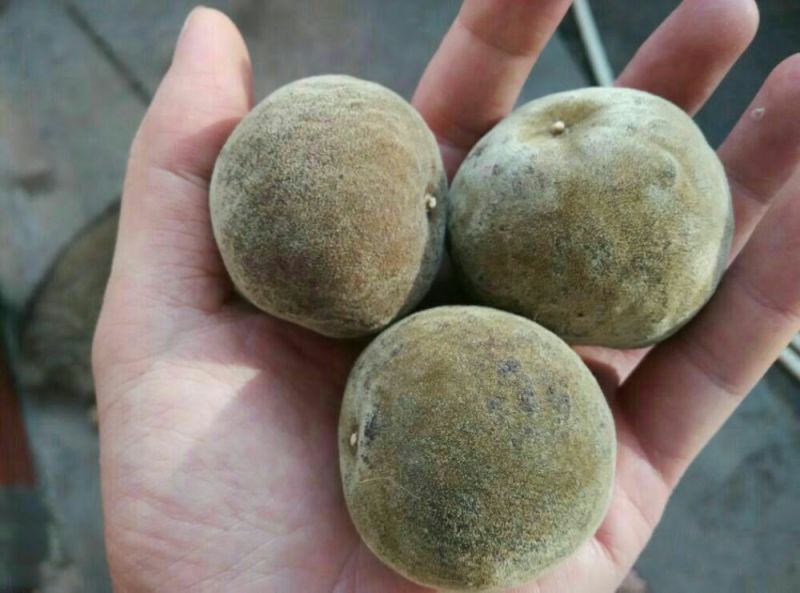 化橘红化州人工种植干货