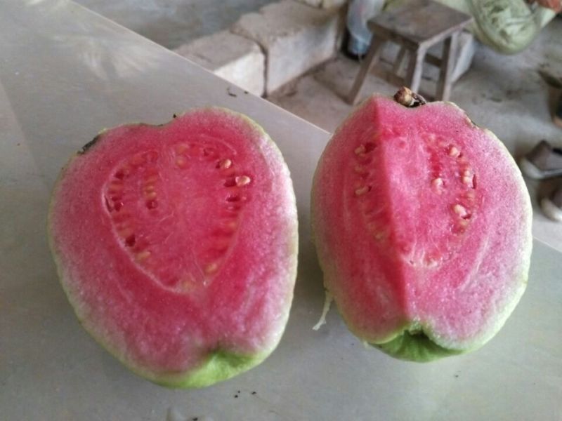 红宝石番石榴，西瓜红心芭乐，台湾四季番石榴，营养杯苗
