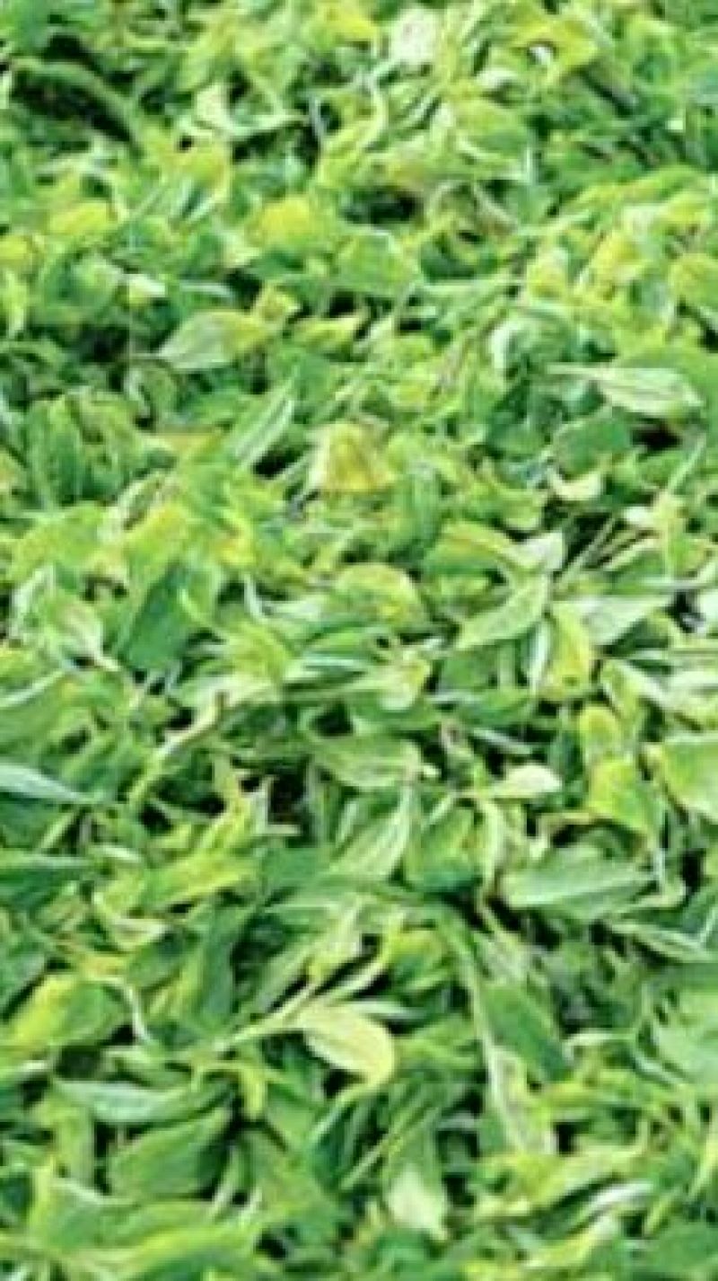 普洱绿茶