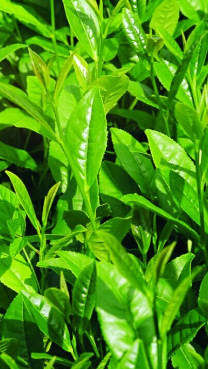 普洱绿茶