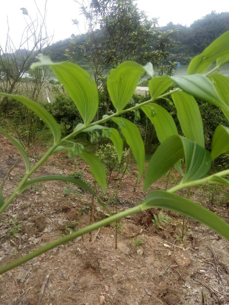 湖南省中药材~中药根茎类~黄精甜统个鲜货供应中。