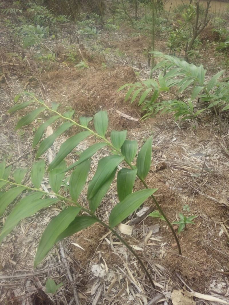 湖南省中药材~中药根茎类~黄精甜统个鲜货供应中。