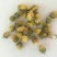 菊花茶