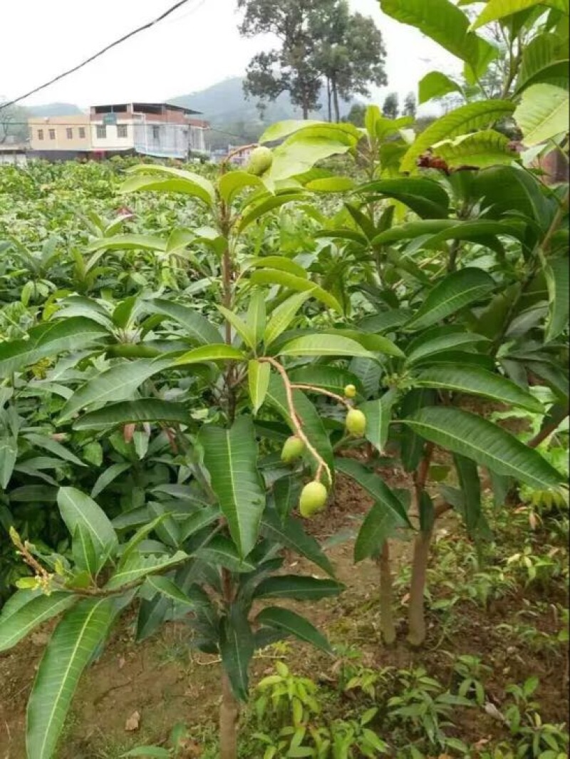 金煌芒树苗大芒果