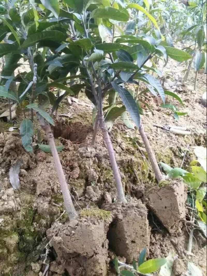 金煌芒树苗大芒果