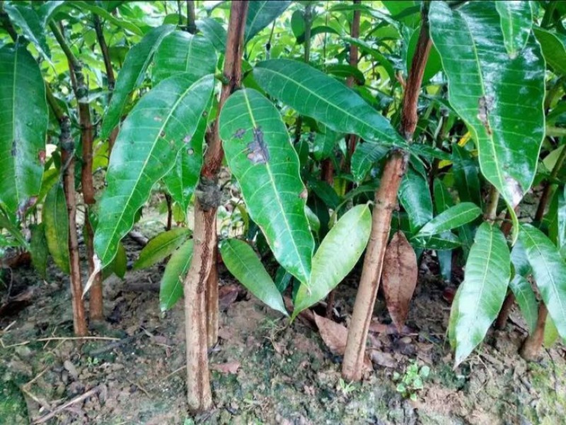 金煌芒树苗大芒果