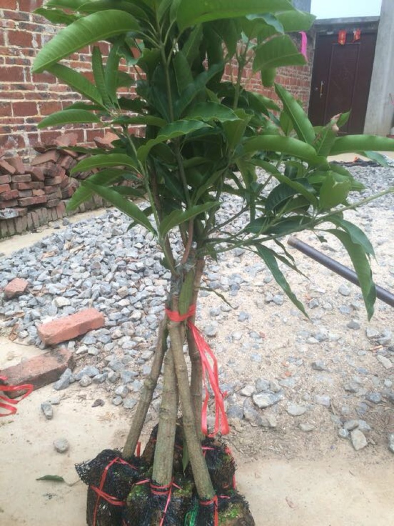 芒果苗芒果苗