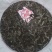 普洱茶