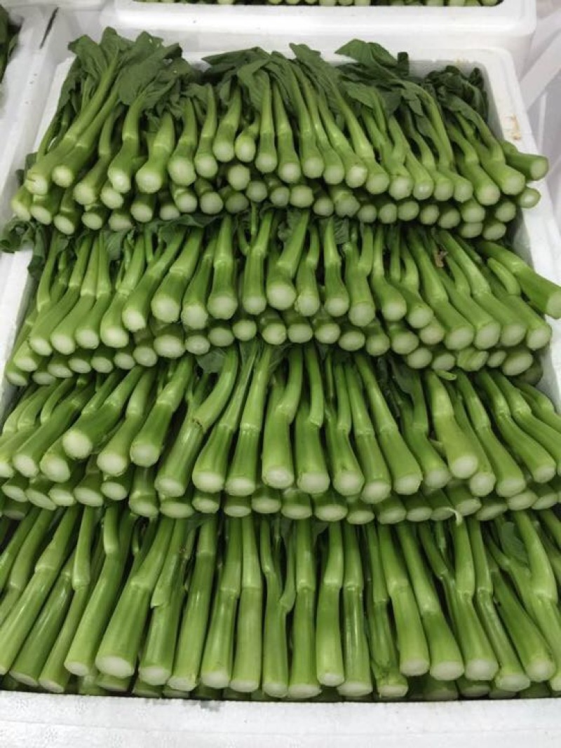 菜苔