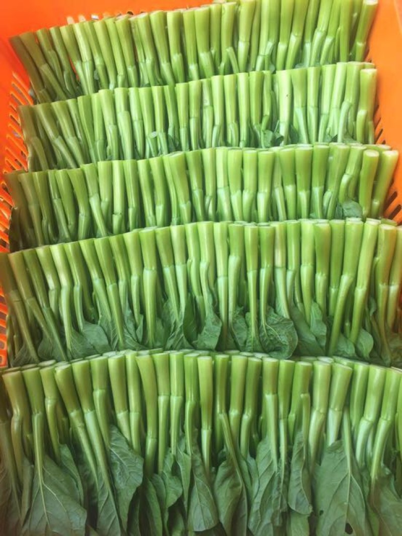 菜苔