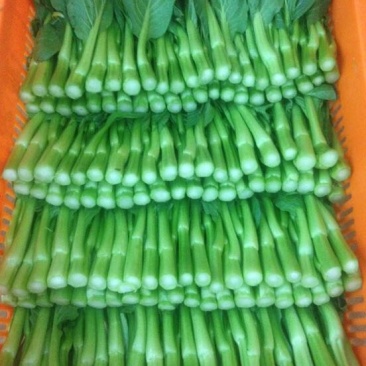菜苔