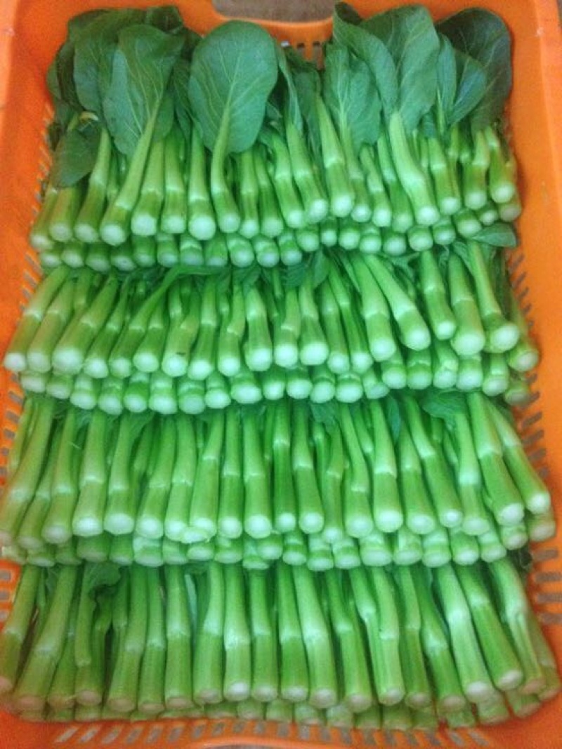 菜苔
