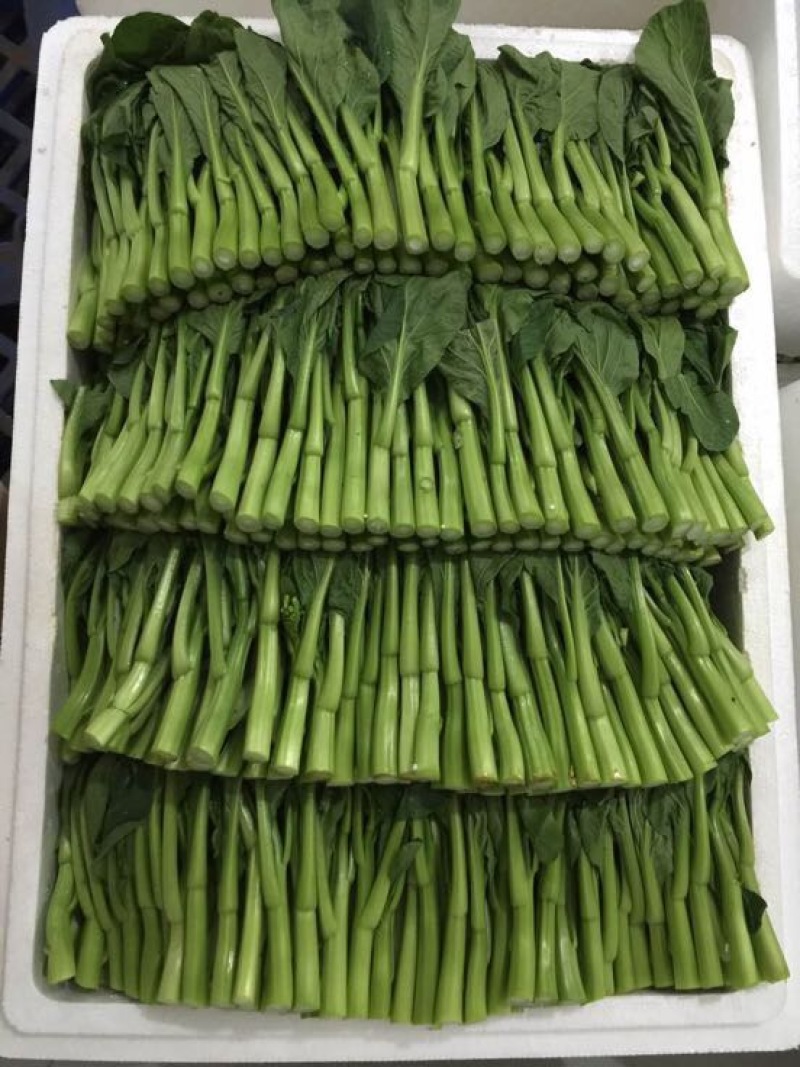 菜苔