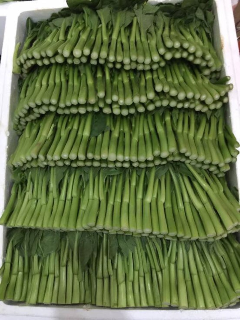 菜苔