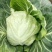 中甘甘蓝郯城县红花乡甘蓝（中甘21甘蓝)，牛心菜量大从优