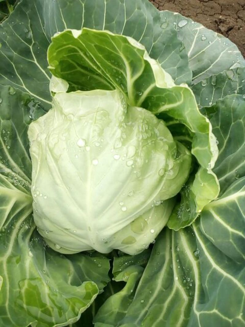 中甘甘蓝郯城县红花乡甘蓝（中甘21甘蓝)，牛心菜量大从优