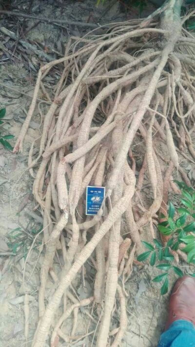 【精选】牛大力种苗，包技术，包成活，抗病高产
