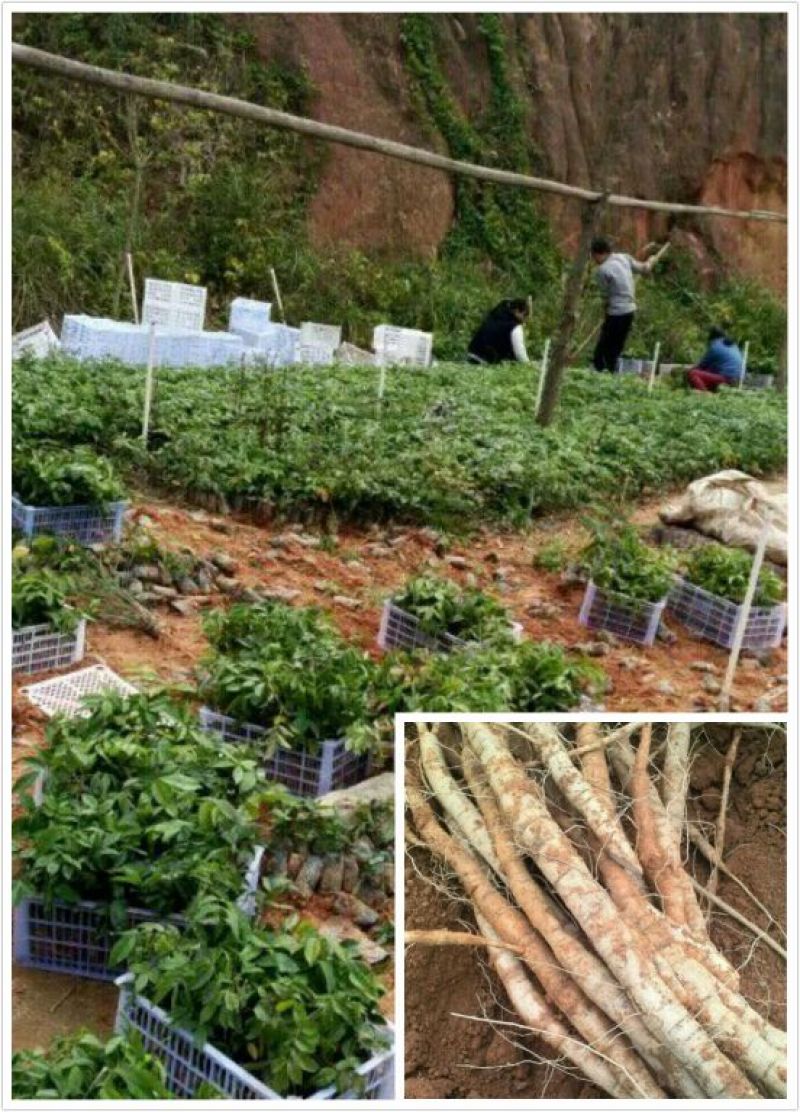 【精选】牛大力种苗，包技术，包成活，抗病高产