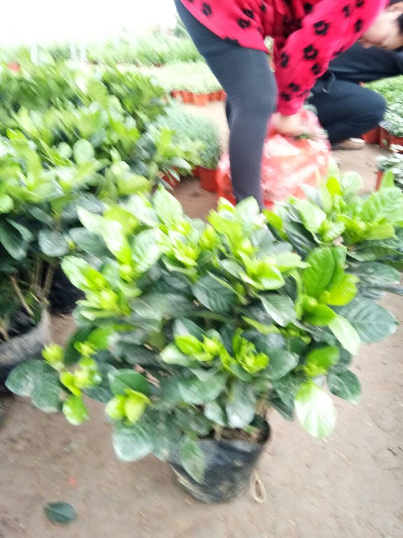 牡丹栀子花苗带花苞室内盆栽花卉大叶小叶栀子花四季开