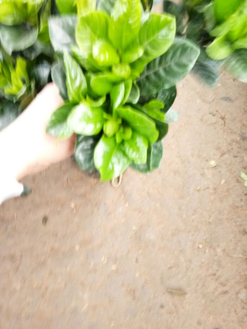 牡丹栀子花苗带花苞室内盆栽花卉大叶小叶栀子花四季开
