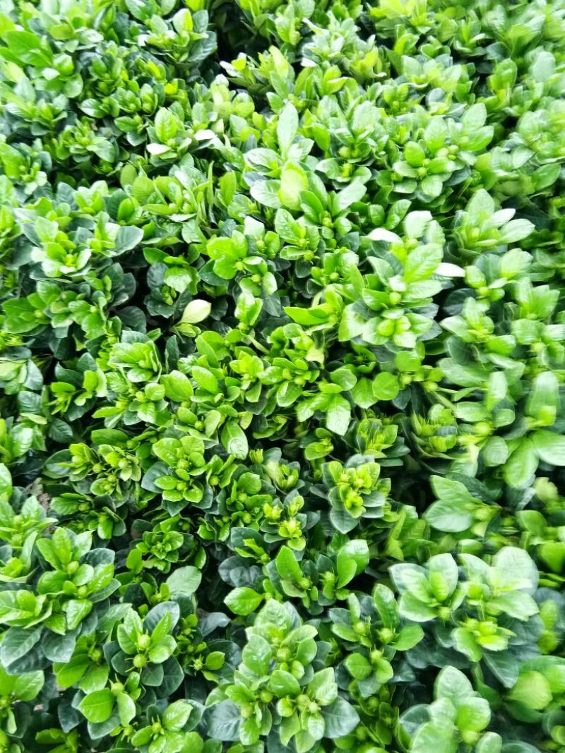 牡丹栀子花苗带花苞室内盆栽花卉大叶小叶栀子花四季开