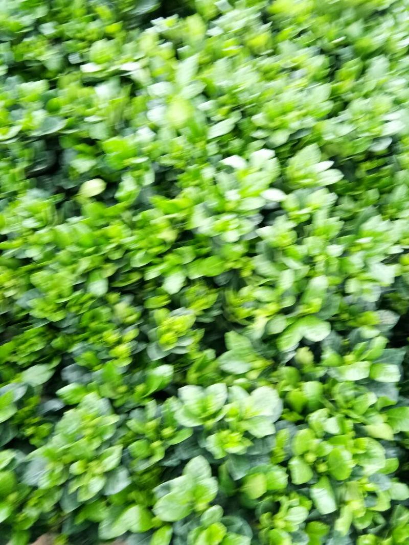 牡丹栀子花苗带花苞室内盆栽花卉大叶小叶栀子花四季开