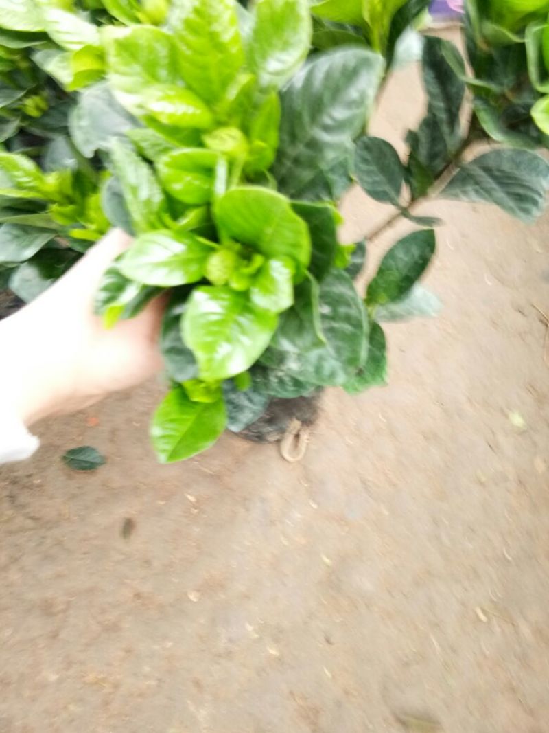 牡丹栀子花苗带花苞室内盆栽花卉大叶小叶栀子花四季开