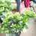 牡丹栀子花苗带花苞室内盆栽花卉大叶小叶栀子花四季开