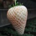 红颜草莓苗20~30cm