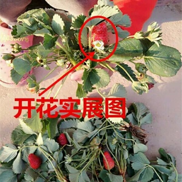 红颜草莓苗20~30cm