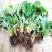红颜草莓苗20~30cm