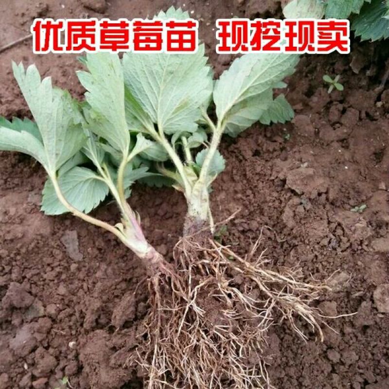 红颜草莓苗20~30cm